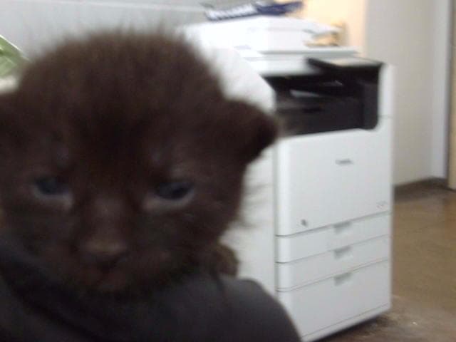 Anne - Domestic Medium Hair
