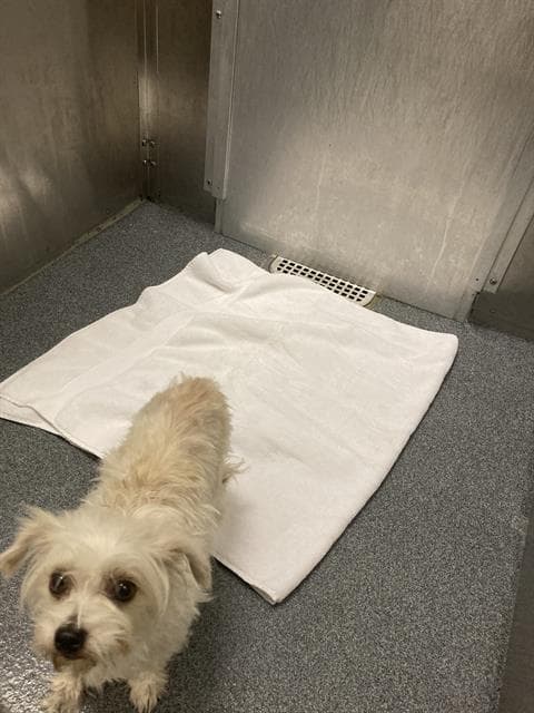 Misty - Maltese