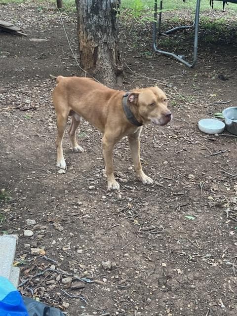 Achilles - American Pit Bull Terrier