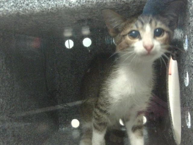 Tatum - Domestic Short Hair
