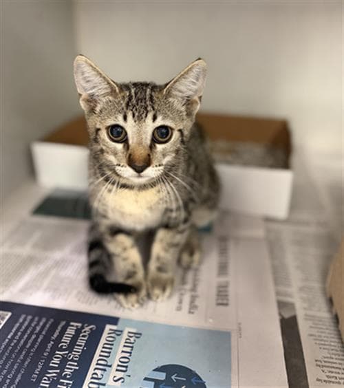 Luna - Domestic Short Hair