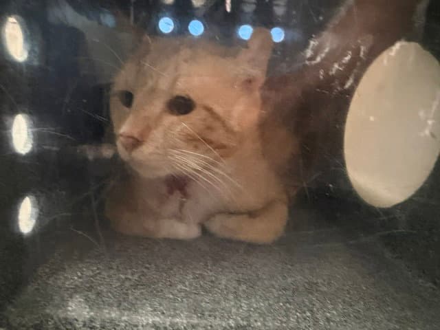 Orange - Domestic Short Hair