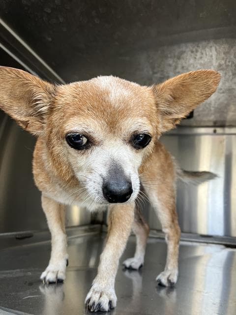 Minnie - Chihuahua