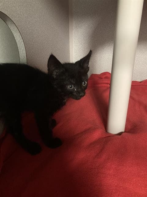 Ramona - Domestic Short Hair