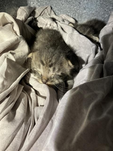 Scooby - Domestic Short Hair
