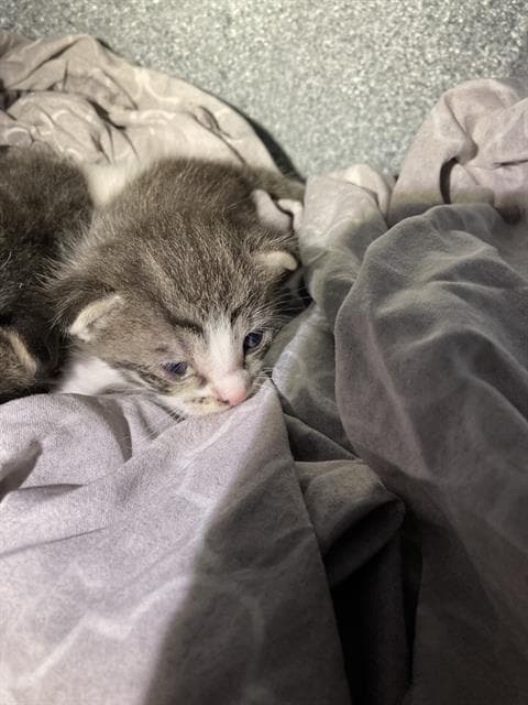 Scrappy - Domestic Short Hair