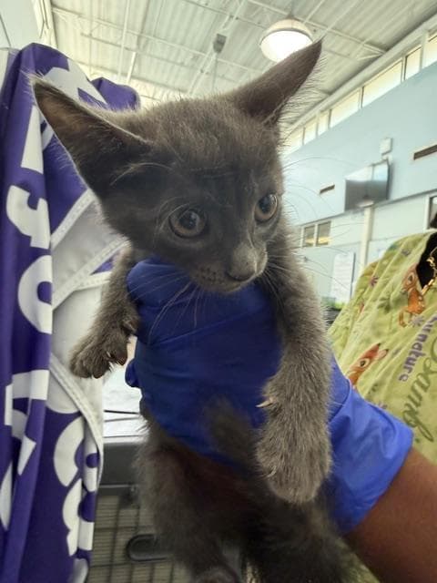 Frosty - Domestic Short Hair