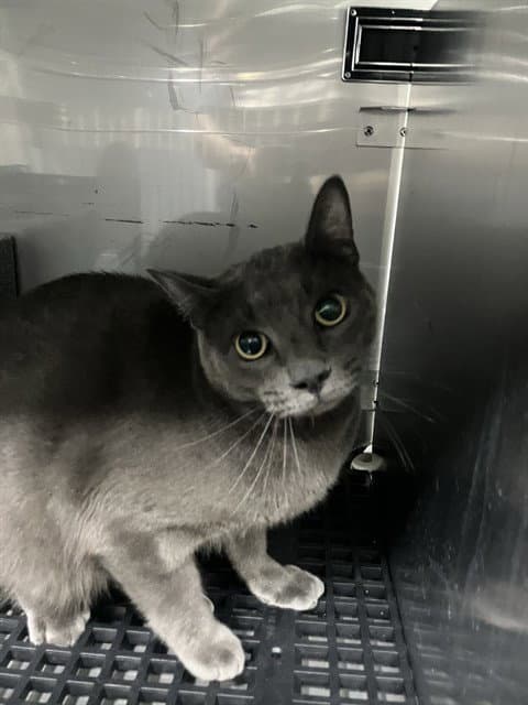 Rayito - Russian Blue