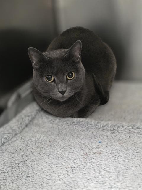 Rayito - Russian Blue