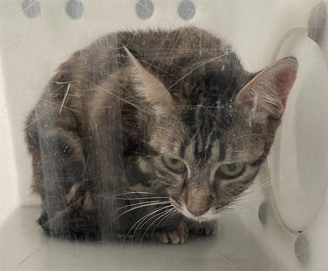 Kanga - Domestic Short Hair