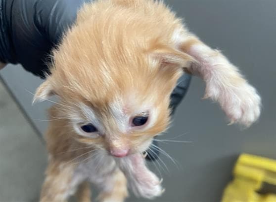 Tigger - Domestic Short Hair