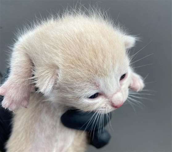 Kessie - Domestic Short Hair