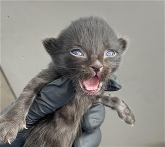 Eeyore - Domestic Short Hair