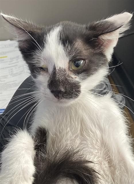 Carlo - Domestic Short Hair