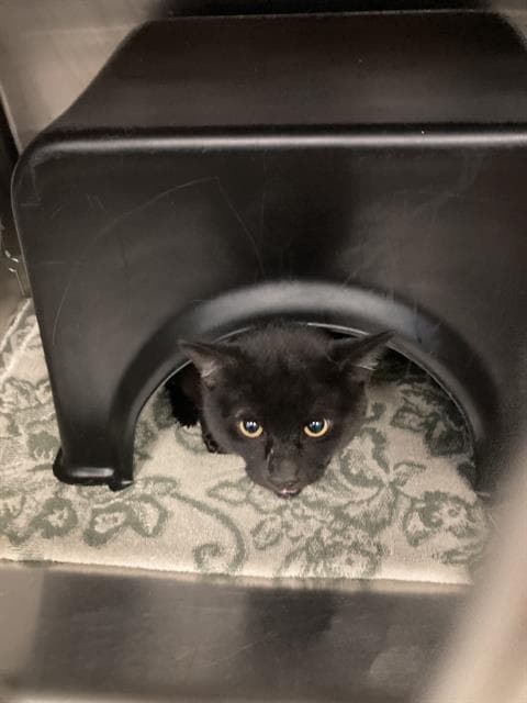 Gunther - Domestic Short Hair