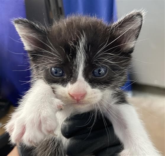 Gothel - Domestic Short Hair