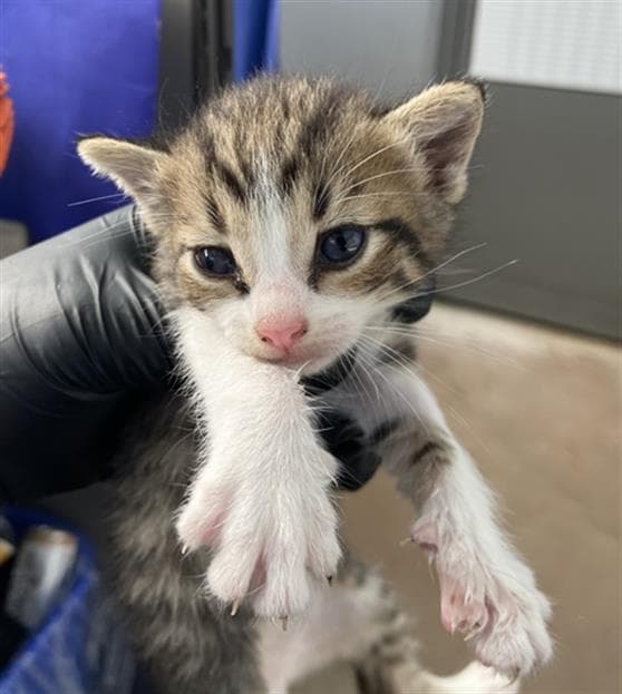 Adira - Domestic Short Hair