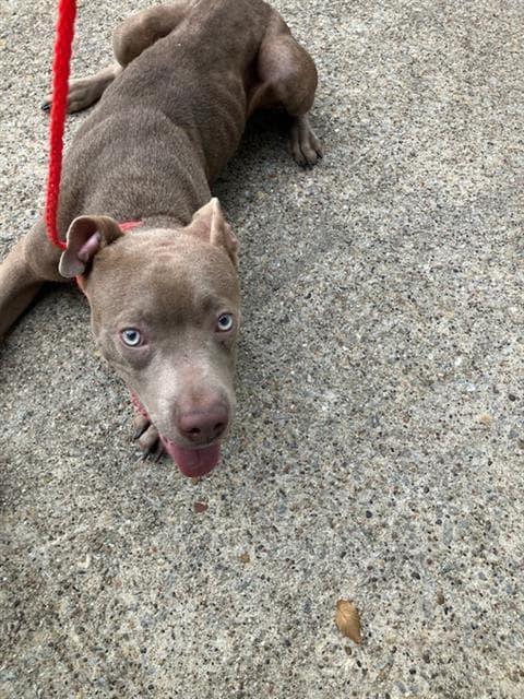 Bull - Pit Bull Terrier