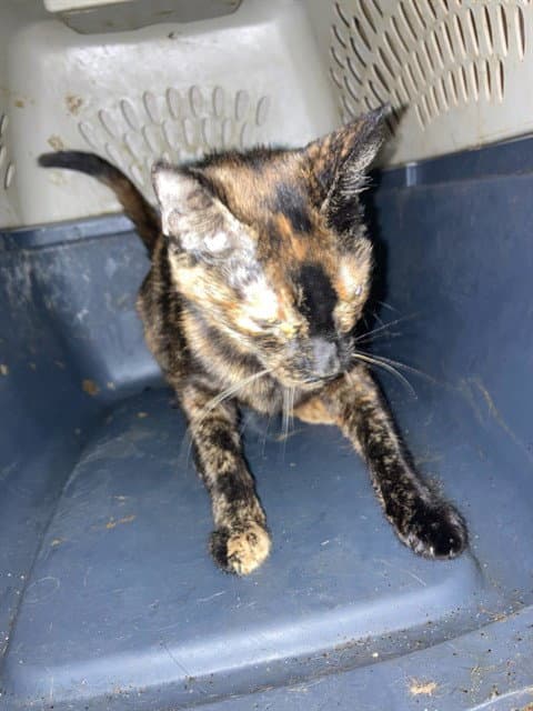 Lisa - Domestic Short Hair