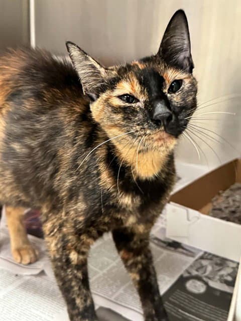 Lisa - Domestic Short Hair