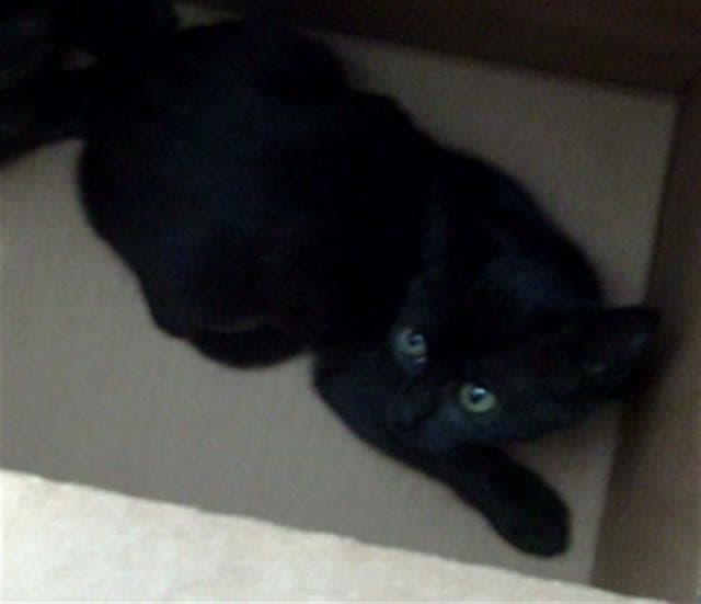 Jyn - Domestic Short Hair