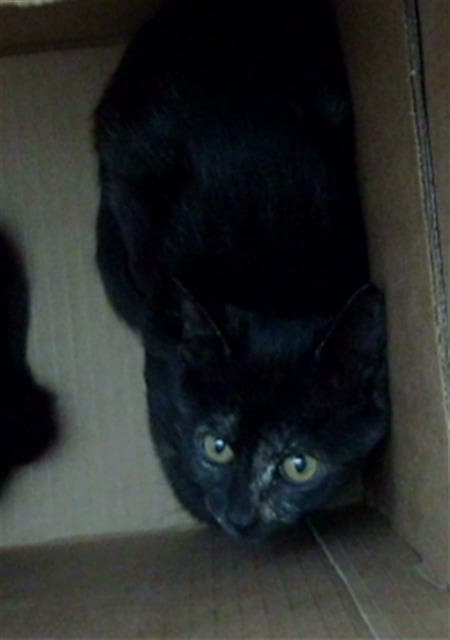 Rey - Domestic Short Hair