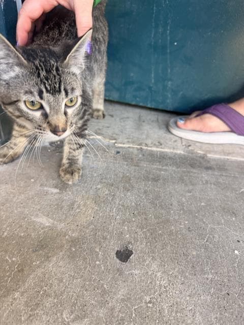 Blue - Domestic Short Hair