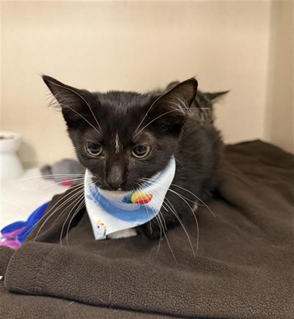 Jalapeno - Domestic Short Hair