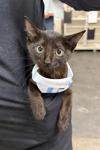 Scotch Bonnet - Domestic Short Hair