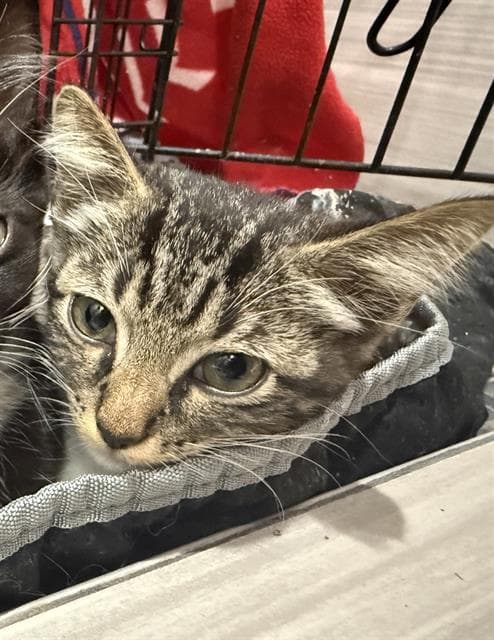 Serrano - Domestic Short Hair