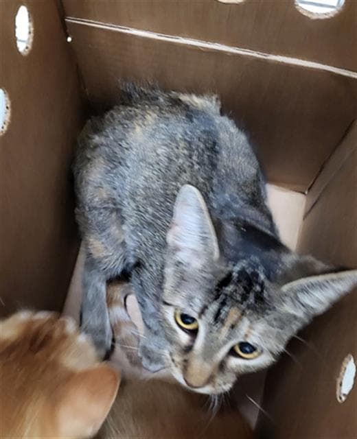 Alice - Domestic Medium Hair