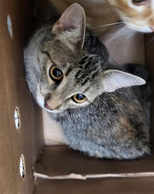 Alma - Domestic Medium Hair