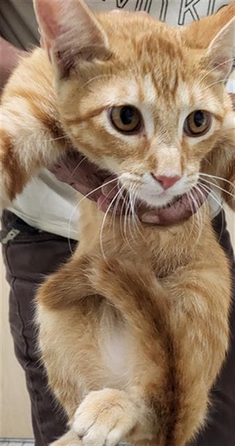 Trusty - Domestic Medium Hair