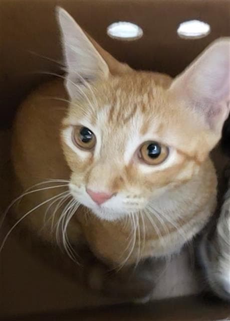 Woody - Domestic Medium Hair