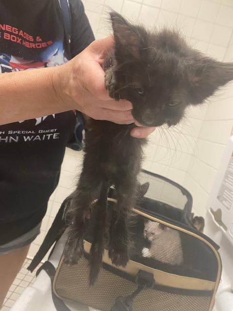 Alex - Domestic Short Hair