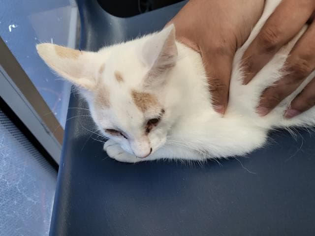 Anastasia - Domestic Long Hair