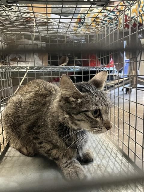 Gerti - Domestic Short Hair