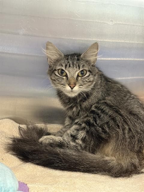Gerti - Domestic Short Hair