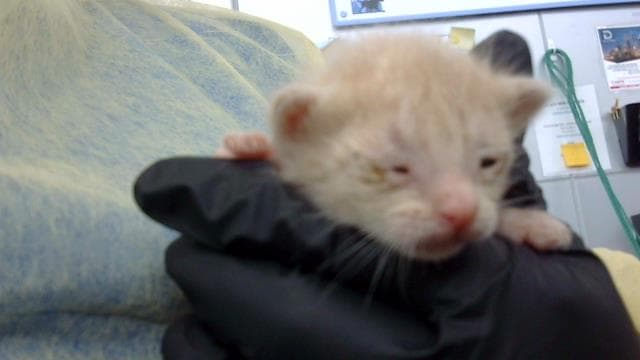 Ariel - Domestic Medium Hair