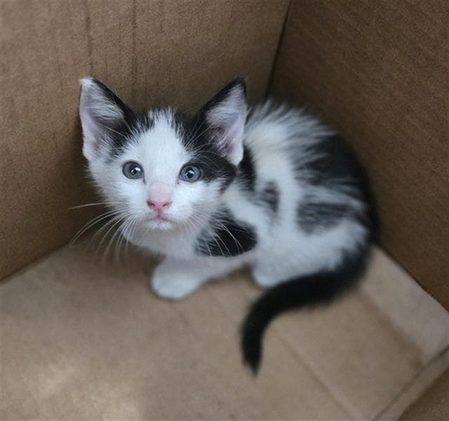 Cinderella - Domestic Short Hair