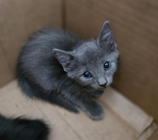Daisy - Domestic Short Hair