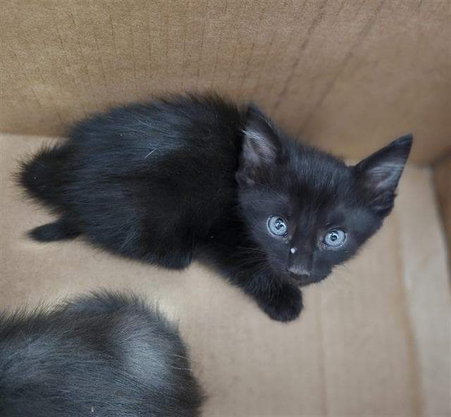 Tramp - Domestic Short Hair