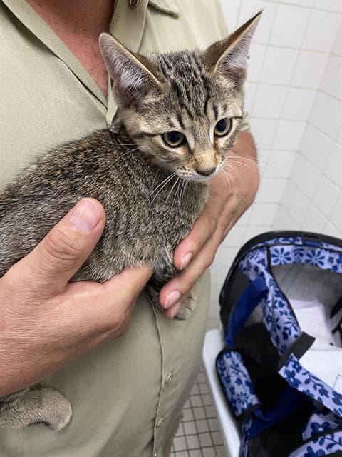 Fire - Domestic Short Hair
