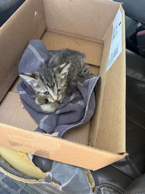 Toney - Domestic Short Hair