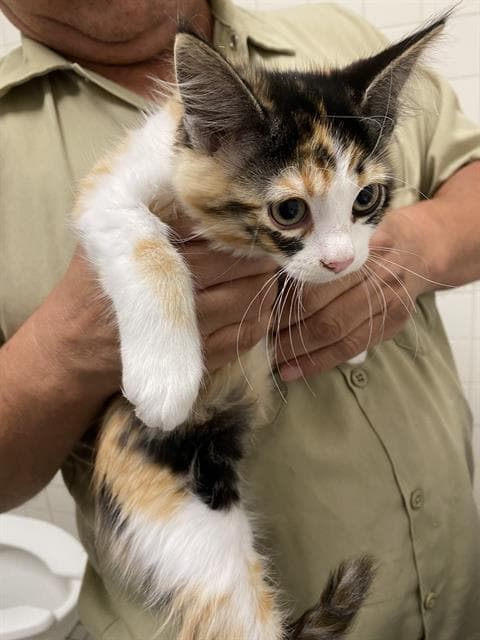 Water - Domestic Short Hair