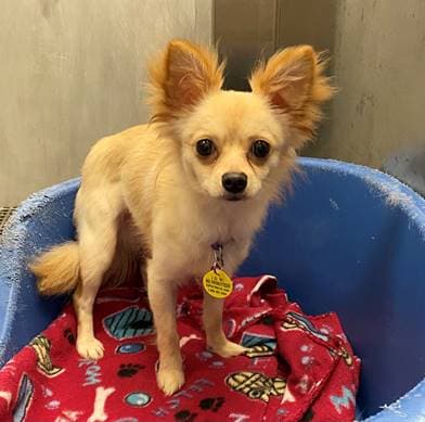 Prince - Chihuahua