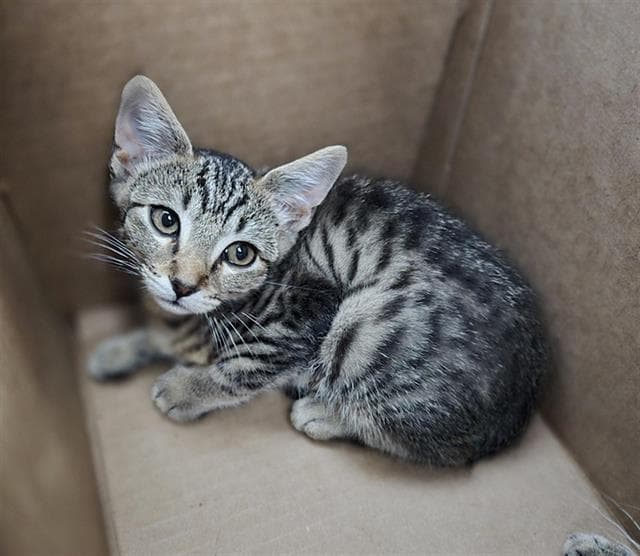 Abu - Domestic Short Hair