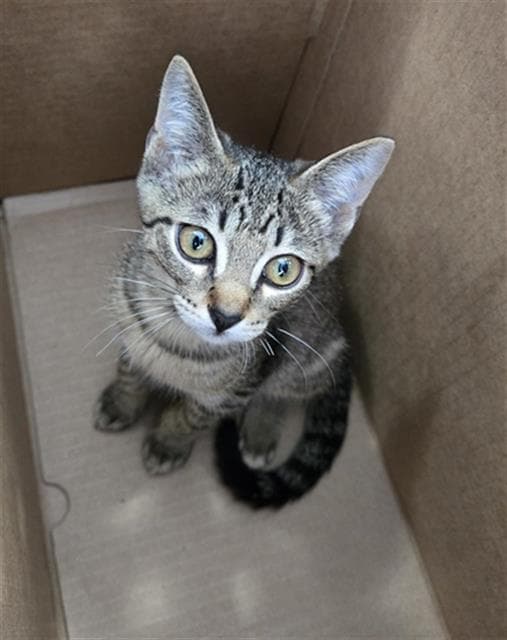 Mira - Domestic Short Hair
