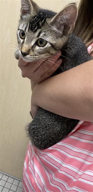 Milo - Domestic Short Hair