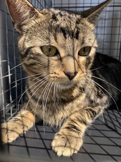 Tito Marcell - Domestic Short Hair